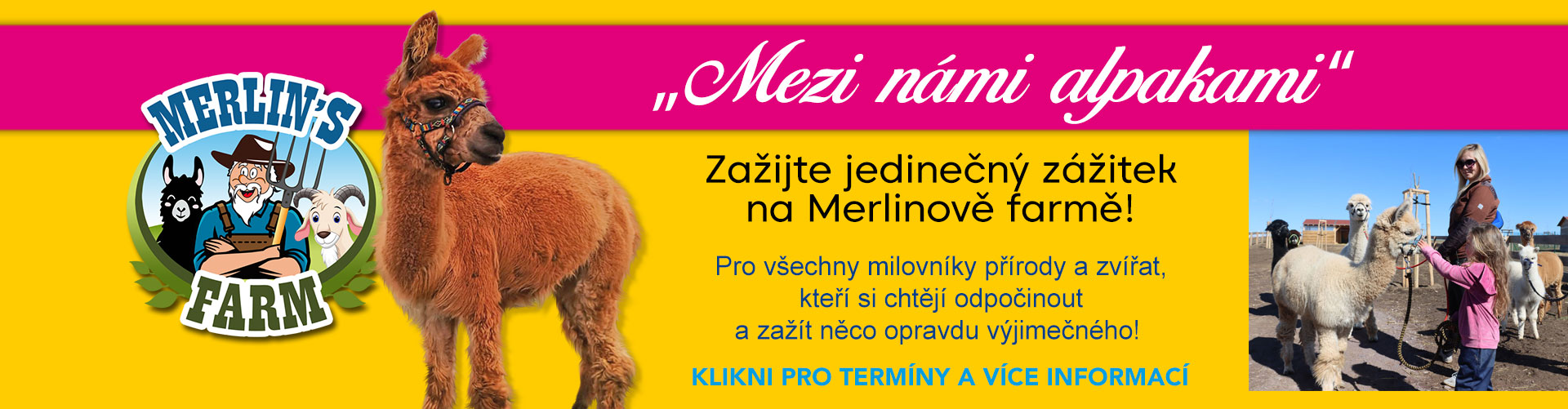 Mezi námi alpakami